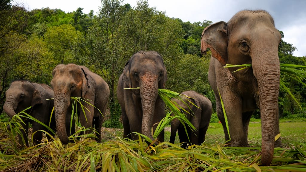 Elephant Jungle Sanctuary: An Ethical Encounter with Thailand’s Gentle Giants