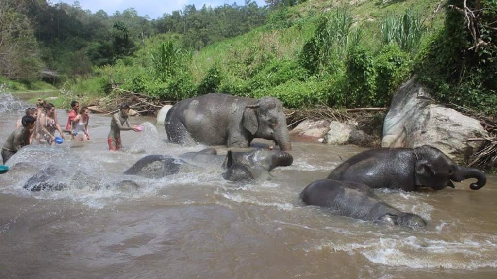 Elephant Jungle Sanctuary: An Ethical Encounter with Thailand’s Gentle Giants