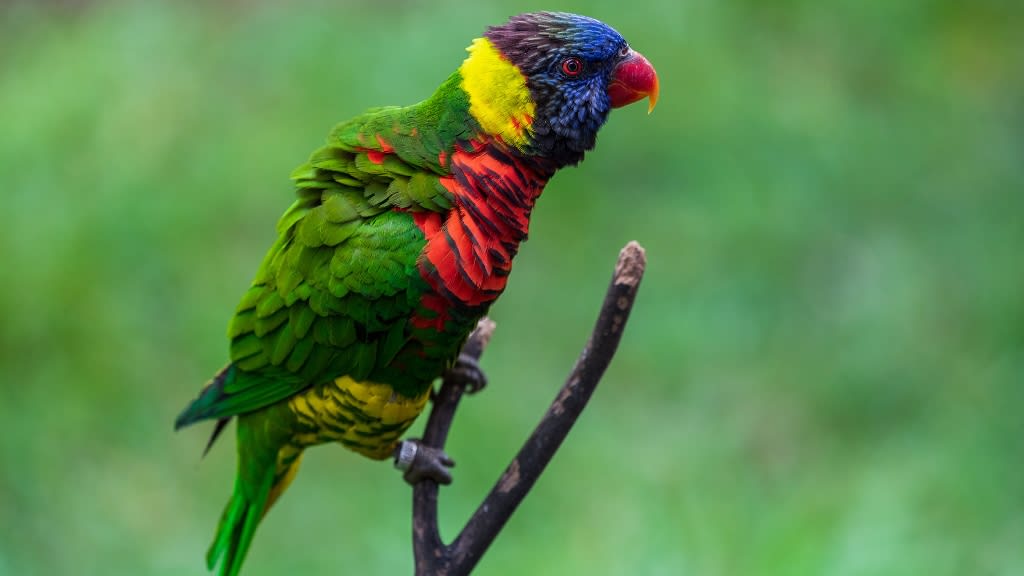 World's Largest Free-flight Walk-in Aviary