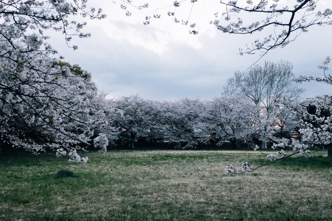 Shinjuku Gyoen National Garden