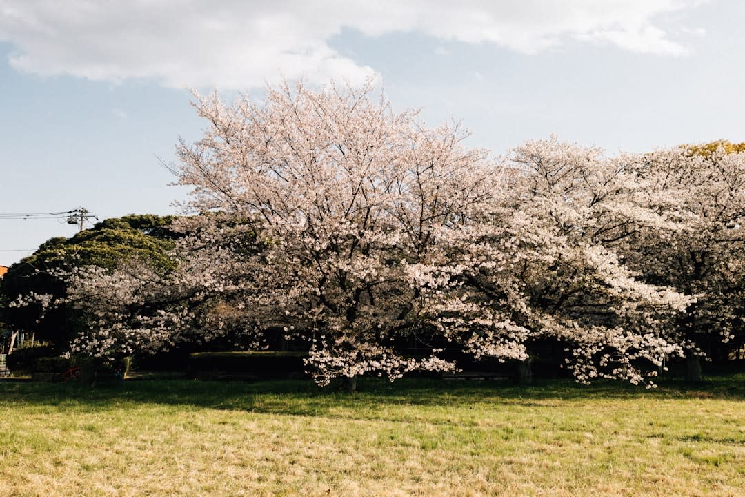 Shinjuku Gyoen National Garden