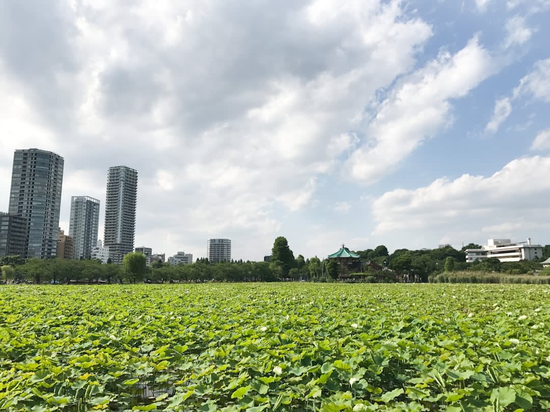 Explore Ueno Park for museums, temples, and seasonal walks
