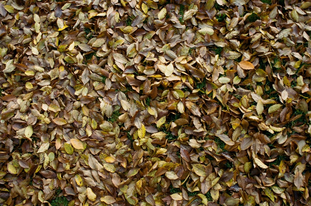 autumn-leaves autumn-leaves