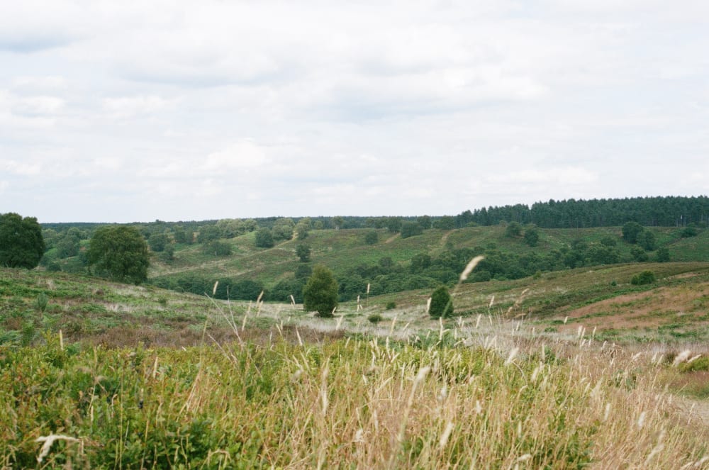 cannock-chase cannock-chase