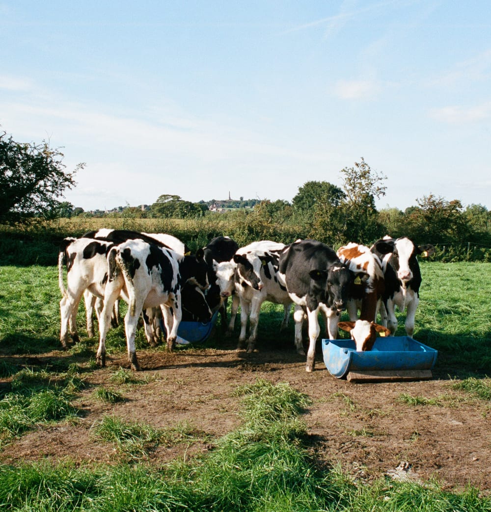 cows cows