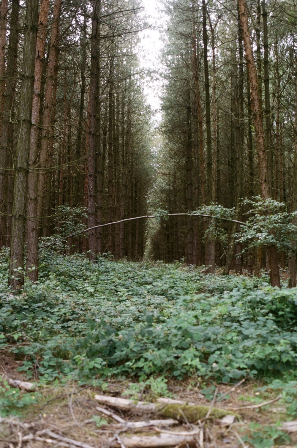 gap-in-woods gap-in-woods