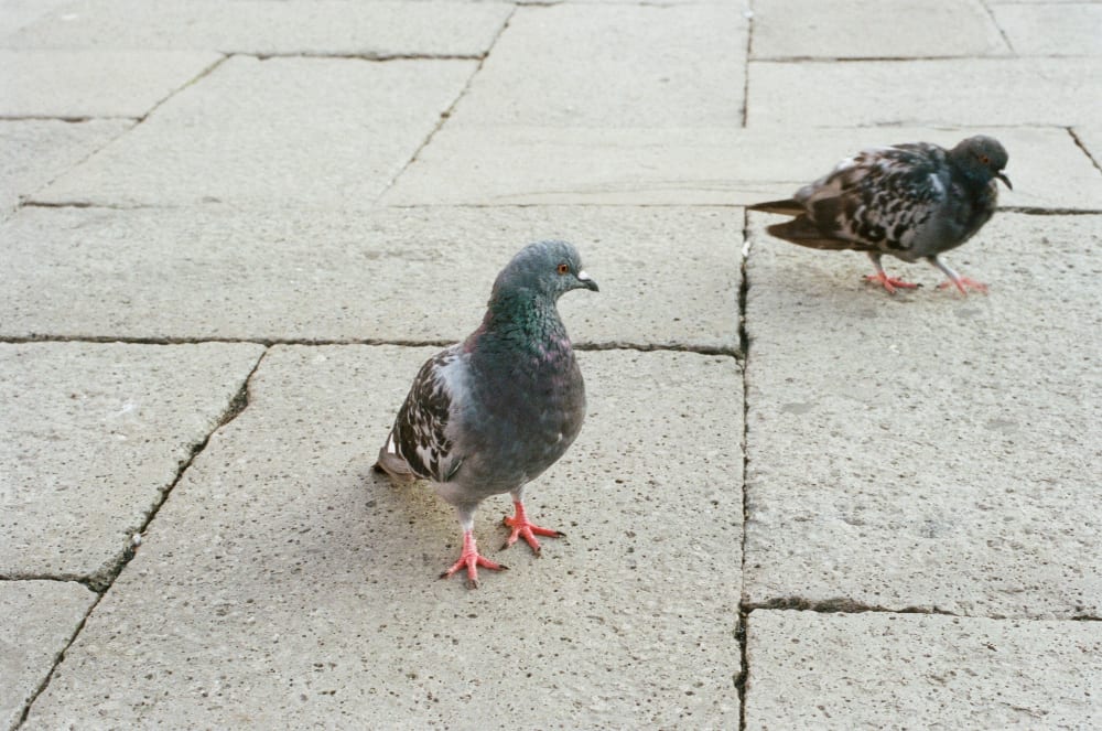 pigeon-couple pigeon-couple