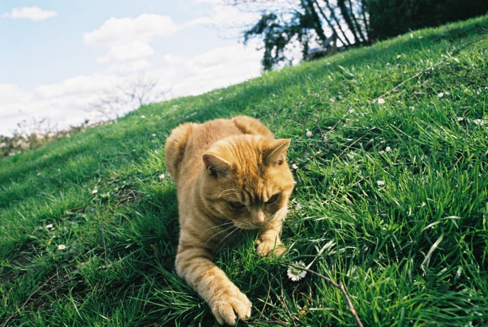 pouncing-cat pouncing-cat