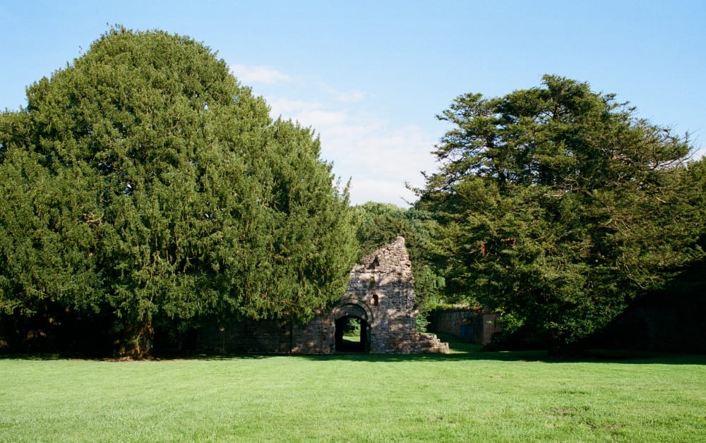 ruins-through-the-trees ruins-through-the-trees