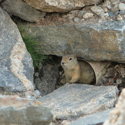Some sort of ground squirrel img_2418