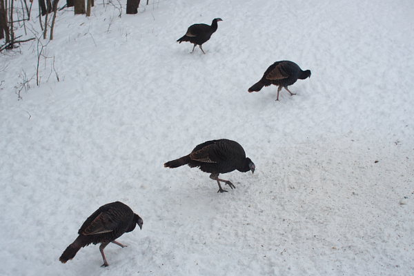 Hen Turkeys Hen Turkeys