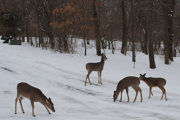 Deer on the Driveway Deer on the Driveway