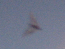 Bat Blur Close-up Bat Blur Close-up