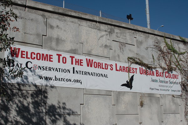 Bat Bridge Banner Bat Bridge Banner