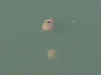 Turtles Turtles