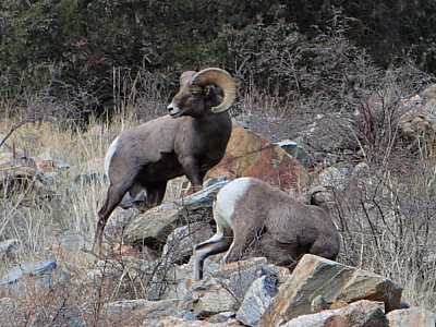 Bighorn Sheep Bighorn Sheep
