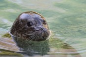 Seal Symbolism, Seal Meaning, Seal Totem, Seal Dream, and Messages