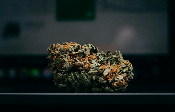 Title: shallow focus photography of green cannabis buds