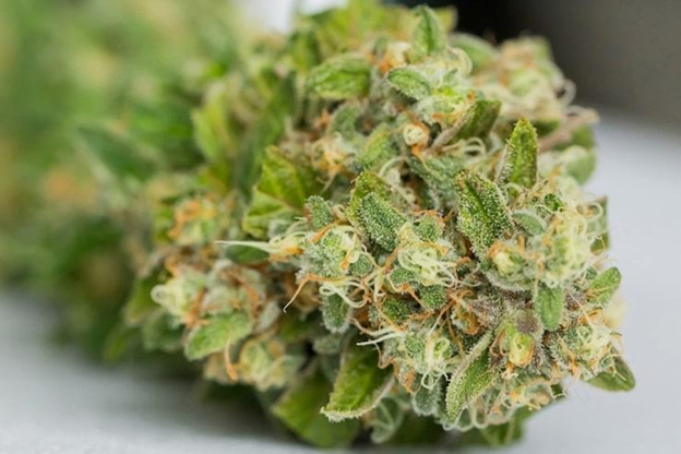 Title: selective closeup of dry cannabis on a white surface