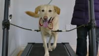 Dog Training: Train your dog to walk on a treadmill