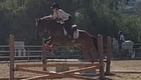 HorseBites: Jumping Mechanics II