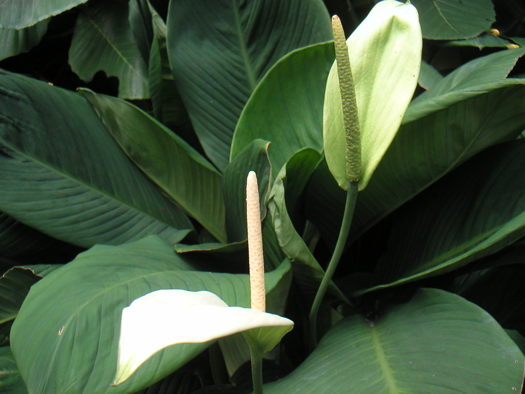 Spathiphyllum cannifolium