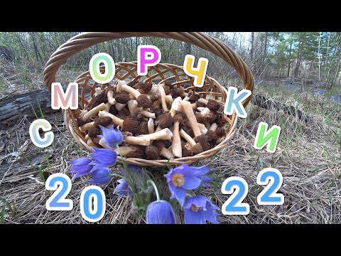 Суперпесня про ЕГЭ. Вячеслав Мясников