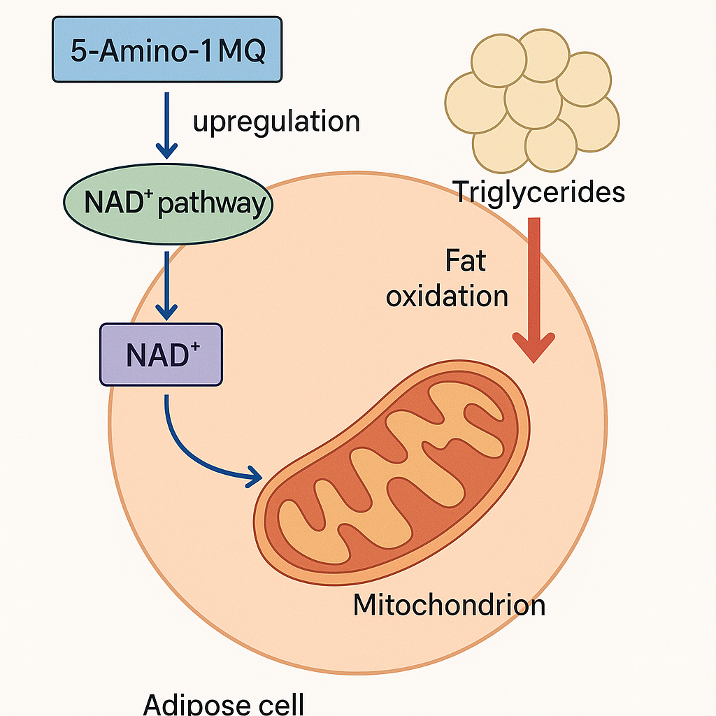 Schematic of NAD⁺ metabolic pathway showing research focus area mechanisms