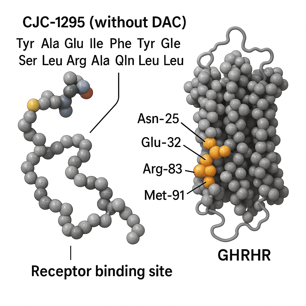 Illustration of CJC-1295 binding to pituitary receptors and intracellular signaling pathways
