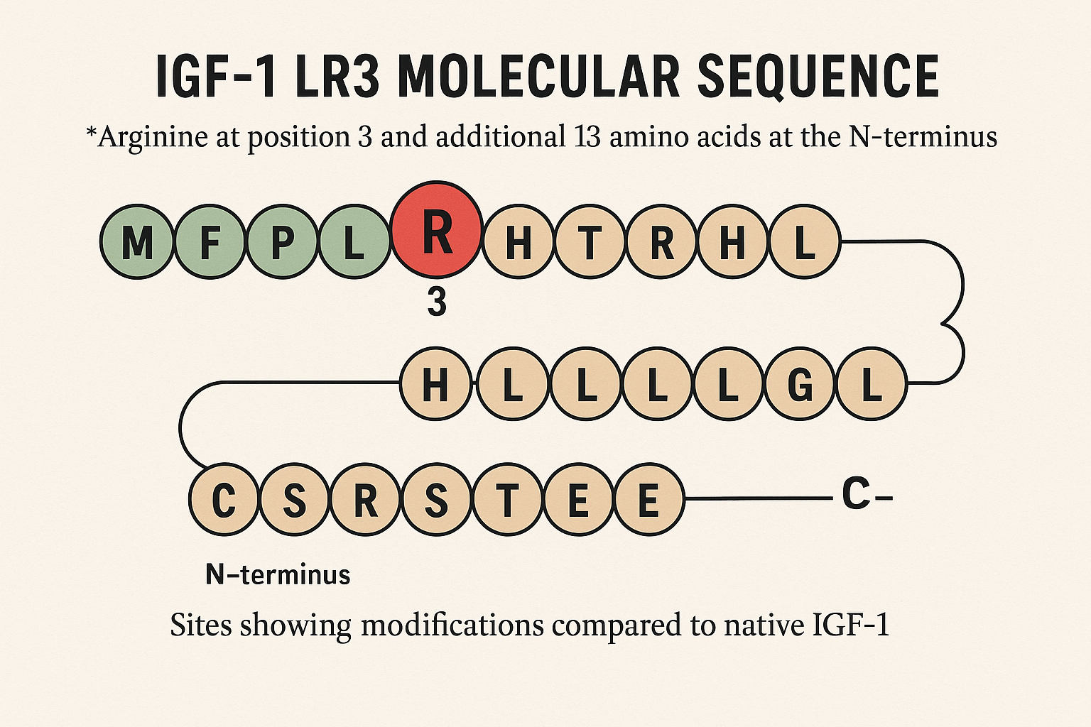 Molecular structure of IGF-1 LR3 highlighting arginine substitution and extended amino acid sequence