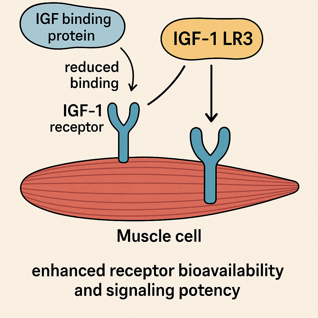 Structural diagram of IGF-1 LR3 showing amino acid modifications