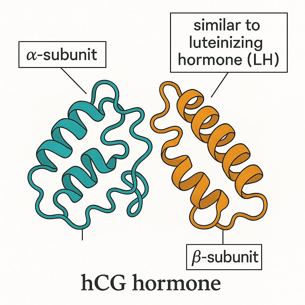Molecular structure of hCG hormone showing alpha and beta subunits