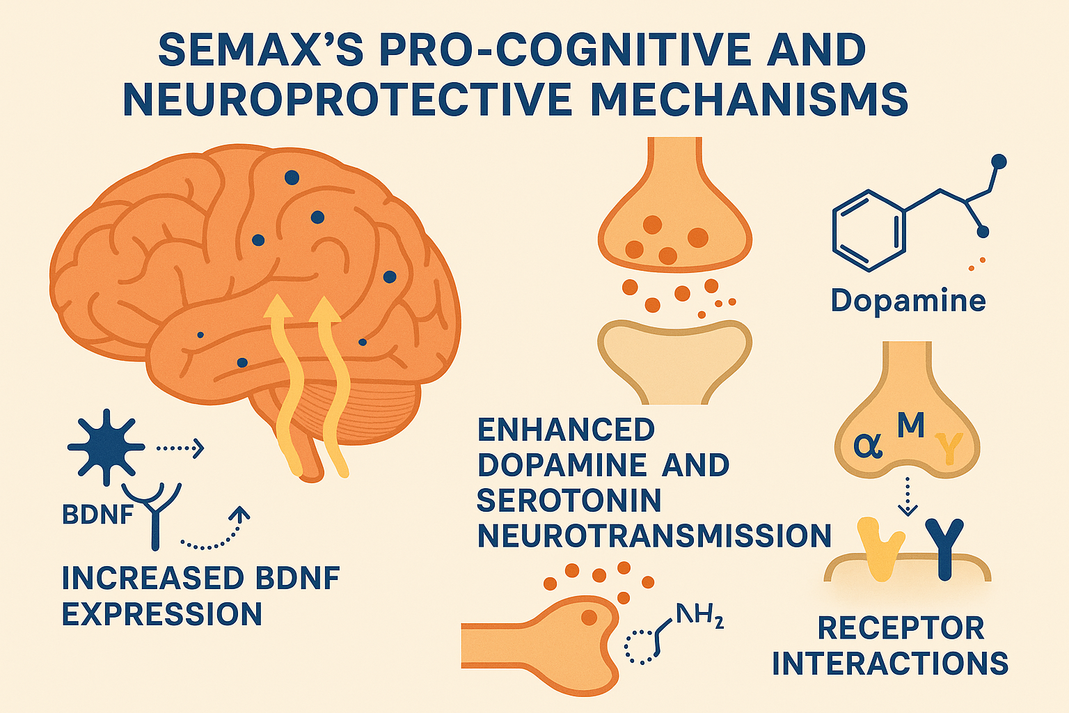 Diagram illustrating Semax’s effects on BDNF, neurotransmitter systems, and receptor interactions