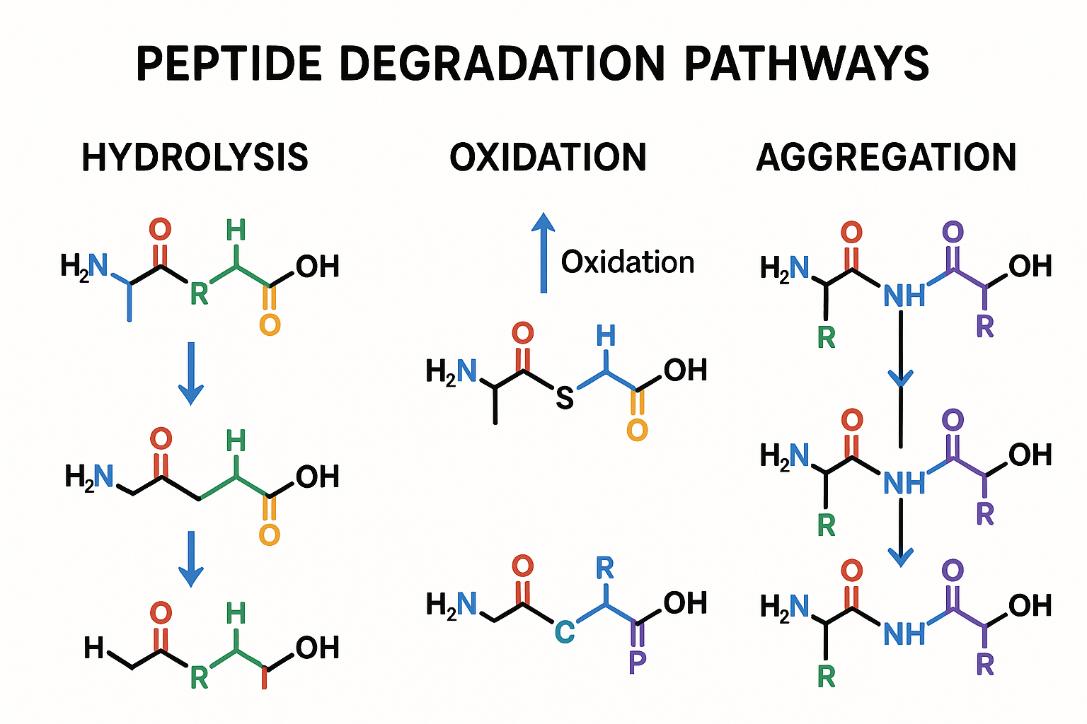 Diagram illustrating hydrolysis, oxidation, and aggregation pathways of peptides