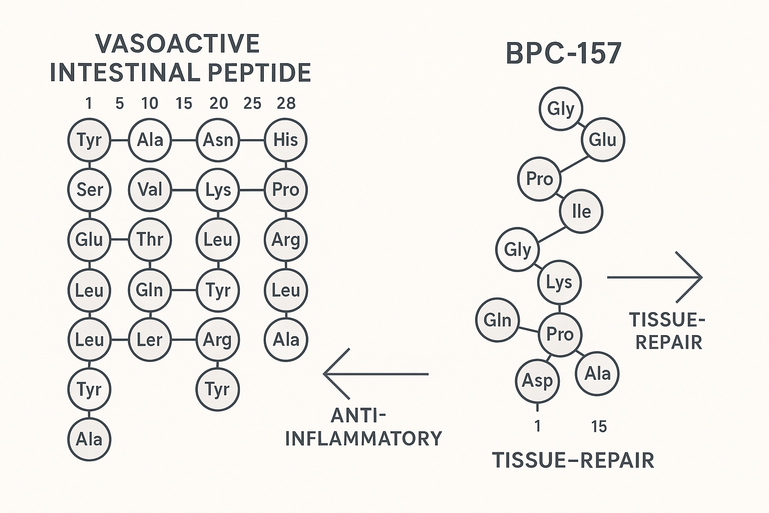 Diagram of VIP binding to VPAC1/VPAC2 receptors and downstream cAMP signaling