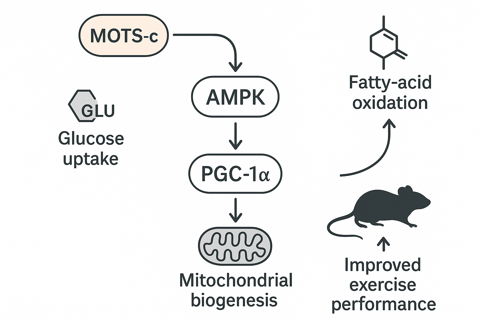 Schematic of MOTS‑c binding to a cell‑surface receptor, triggering AMPK activation and downstream mitochondrial biogenesis