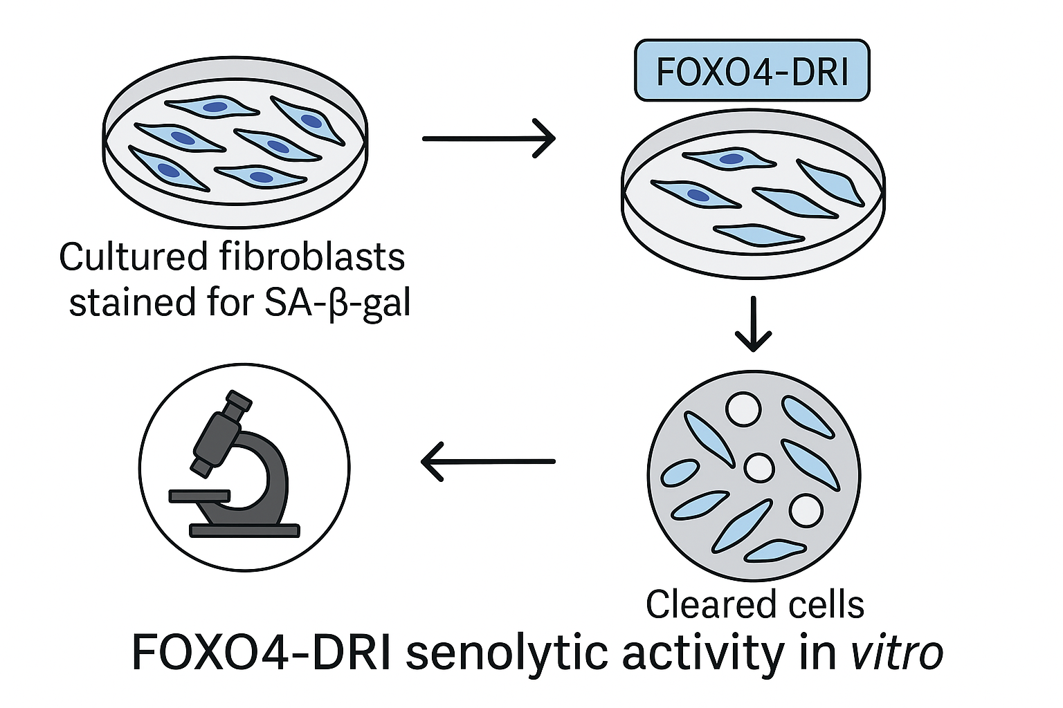 Experimental workflow linking in‑vitro senolytic screening to animal dosing regimens for FOXO4‑DRI