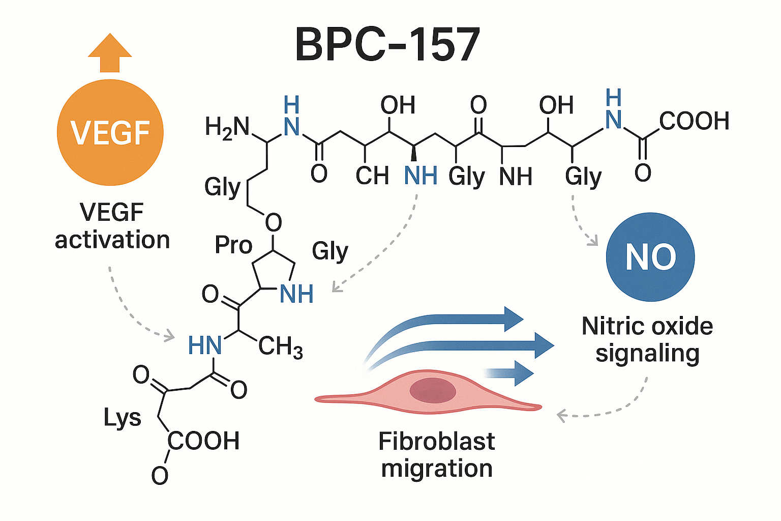 Molecular diagram of BPC‑157 peptide highlighting its amino‑acid sequence and key biological pathways