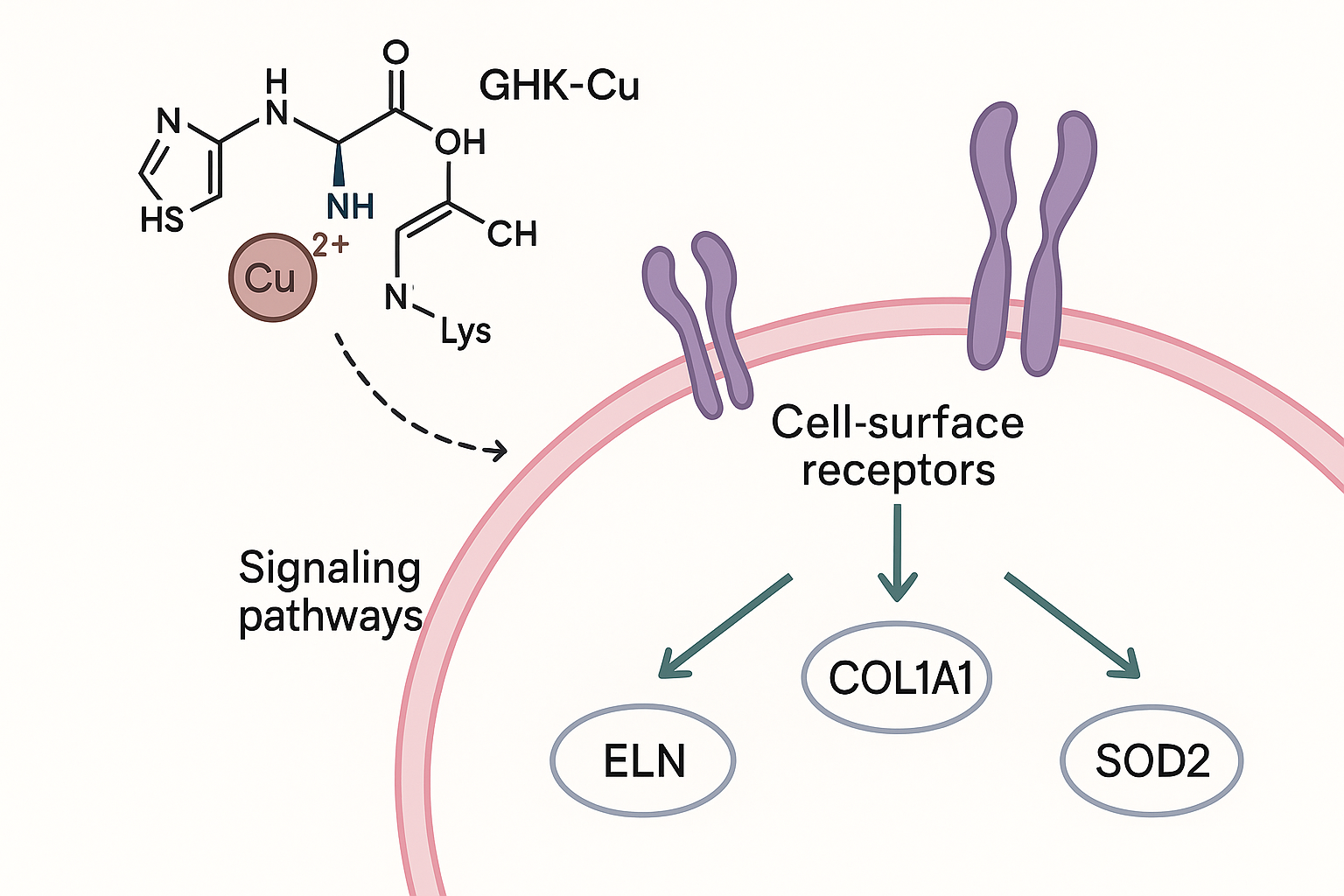 Schematic of GGH‑Cu entry via CTR1 and ATP7A, followed by intracellular signaling