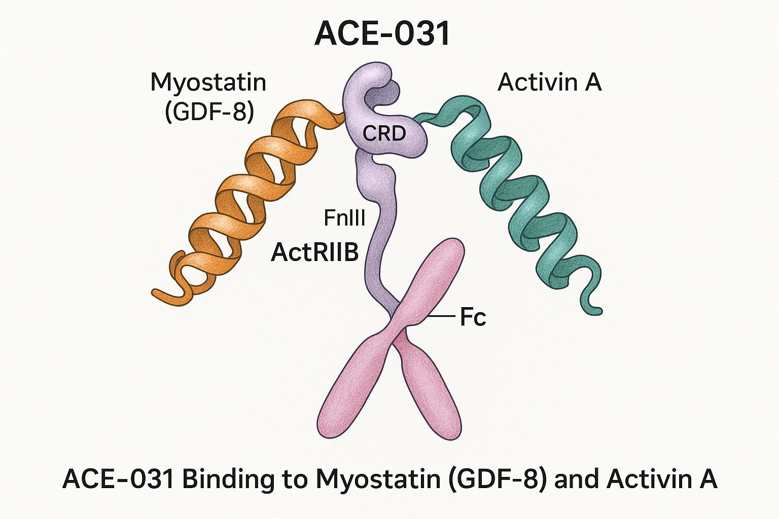 Diagram illustrating ACE‑031 binding to myostatin and activin A, blocking ActRIIB signaling and SMAD2/3 activation
