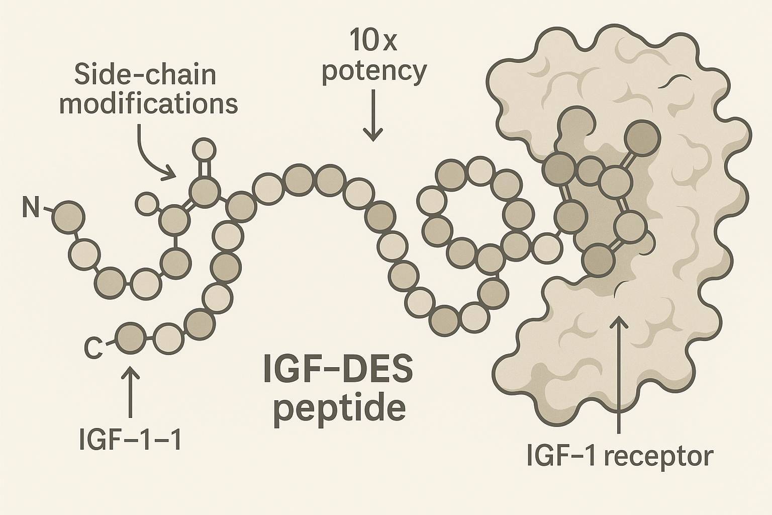 Molecular structure of IGF‑DES highlighting modifications