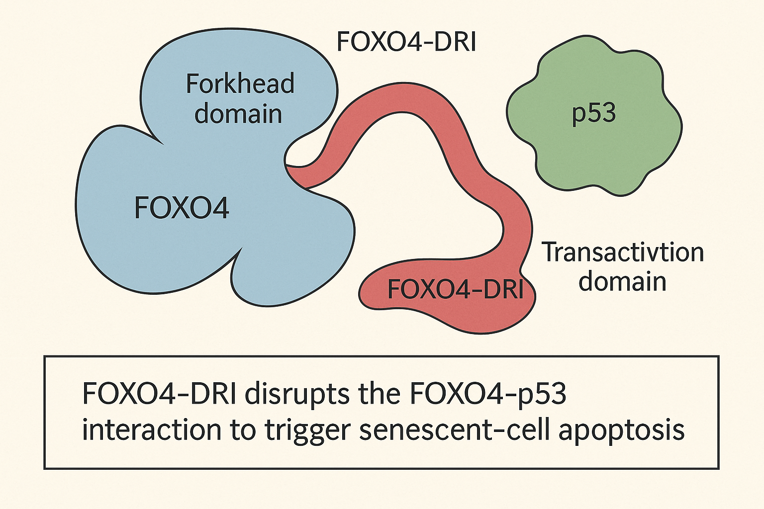 Illustration of FOXO4‑DRI disrupting the FOXO4‑p53 complex leading to senescent‑cell apoptosis