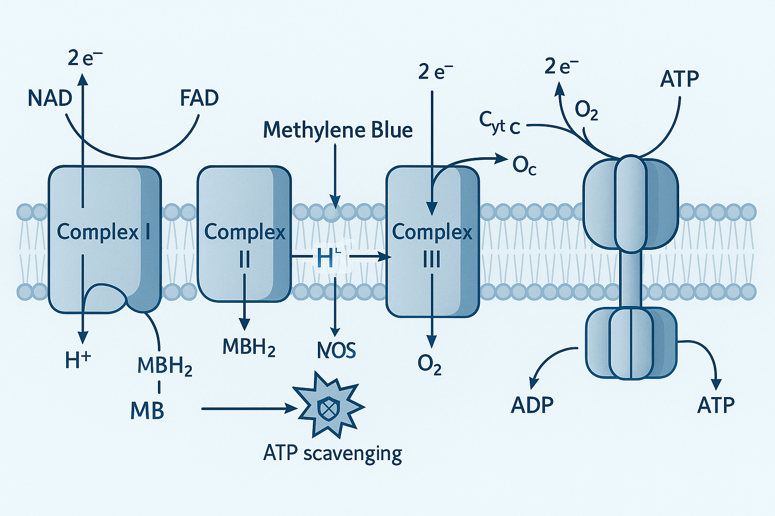 Chemical structure of methylene blue highlighting the redox-active phenothiazine core