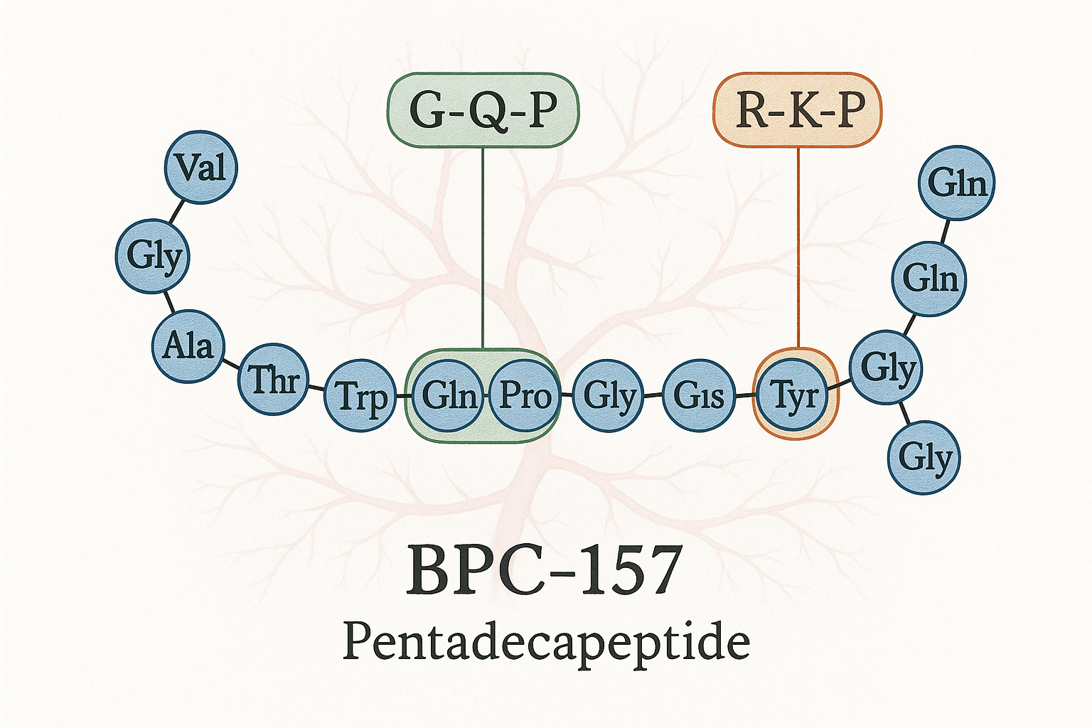 Molecular structure of BPC‑157 peptide