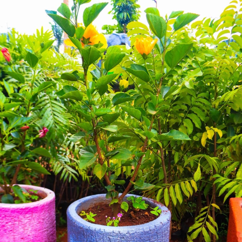 Modern Concrete Planters