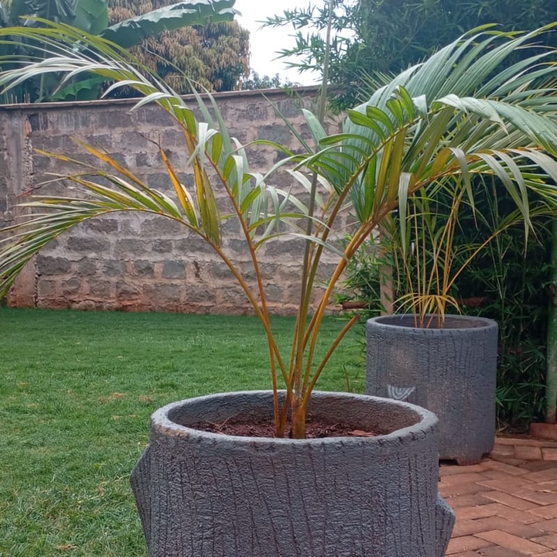 OUTDOOR PLANTS