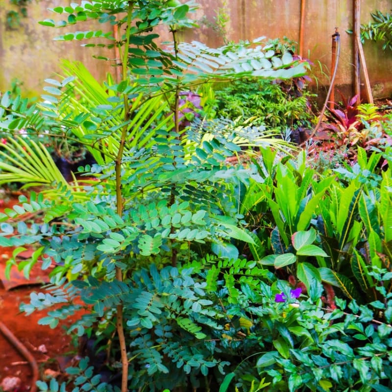 garden enhancement plants