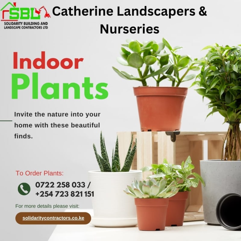 Indoor plants(for homes and offices)