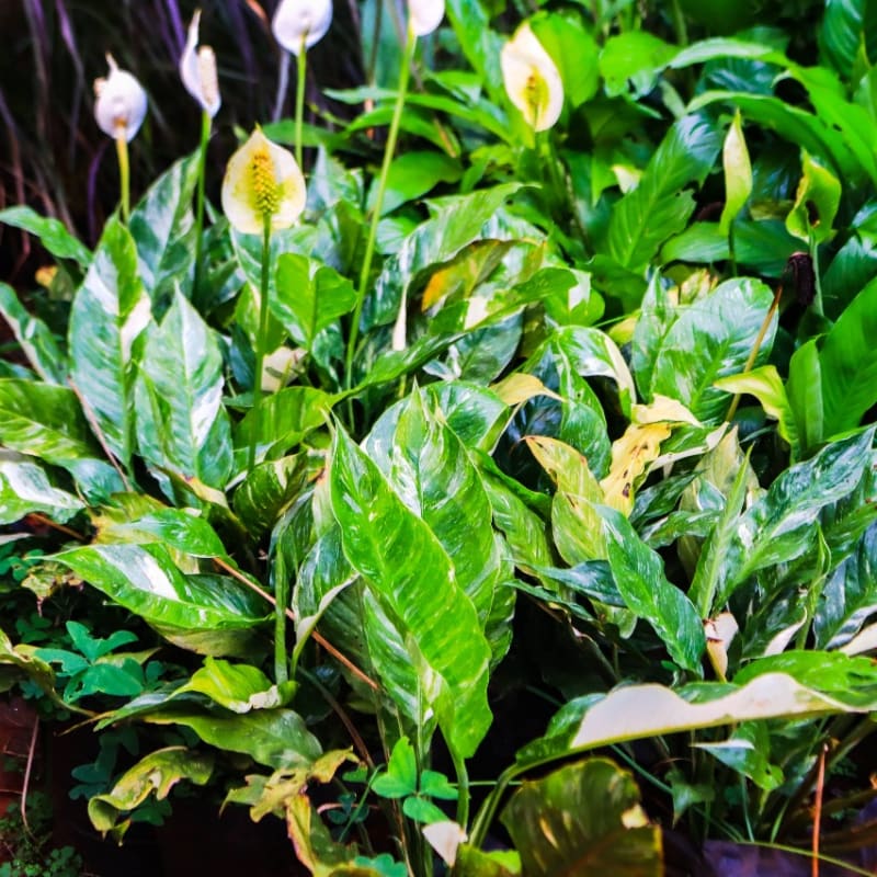 Indoor plants(for homes and offices)