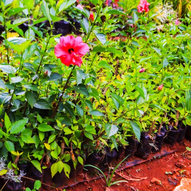 Flowering Plants (Rose Collection)